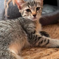 NYX, chatte à adopter