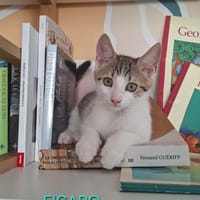 Figaro et Gédéon, chat à adopter