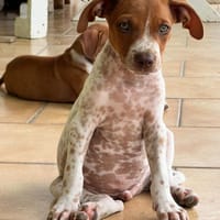 GINO, chiot Berger créole, chien à adopter