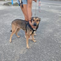 RUBY femelle BERGER CRÉOLE, chienne à adopter
