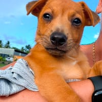 TASTY , chiot mâle Berger Créole, chien à adopter