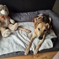 Sole sanfte Seele, Hündin zur Adoption