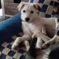 Bildschönes Welpenmädchen Pearl sucht ihr Zuhause, Hündin zur Adoption