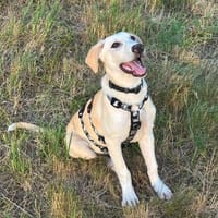 Traumhund Max sucht ein liebes Zuhause, Hund zur Adoption