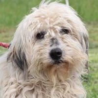 Camie - verschmuste, goldige Hündin, Hündin zur Adoption