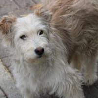 Saria - goldige Junghündin, Hündin zur Adoption
