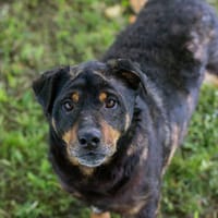BRONCO  Lieber Genießer sucht sein Zuhause, Hund zur Adoption