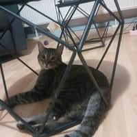 Artie ~ 1 Jahr sucht Zuhause mit Ruhe und Geduld, Kater zur Adoption