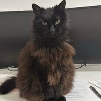Sanftmütige und verschmußte COCA sucht liebevolles Zuhause, Katze zur Adoption