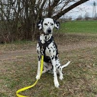 ROSI sucht dringend Pflegestelle/Zuhause, Hündin zur Adoption