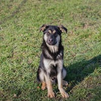 RIVER  Sensibler Junghund sucht geduldige Menschen, Hund zur Adoption
