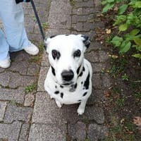 KIRA sucht dringend Pflegestelle/Zuhause, Hündin zur Adoption