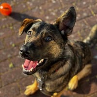 💔 Malia braucht ganz dringend Hilfe 💔, Hündin zur Adoption