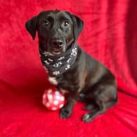 Pino (Pontiac)-Sanfter, ruhiger Junghund sucht geduldige Men, Hund zur Adoption
