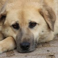 Ananda - liebenswert u. angenehm, Hündin zur Adoption