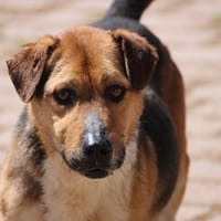 Nick - aufgewecktes Kerlchen, Hund zur Adoption