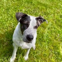 Sky  eine sensible Seele auf der Suche nach ihrem Neuanfang, Hündin zur Adoption