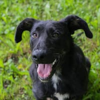KLOPFER  Fröhlicher Spielzeugfan sucht seine Familie, Hund zur Adoption