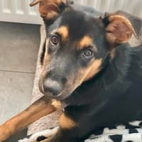 MAIKA  In Bochum, sucht ihr eigenes Zuhause, Hündin zur Adoption