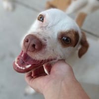 sehr lieber Arlo, ca. 43 cm Schulterhöhe, Hund zur Adoption