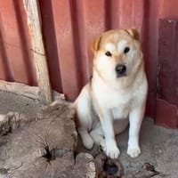 Tami, Hündin zur Adoption
