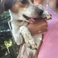 Desy, Hündin zur Adoption
