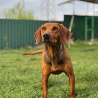 Maki - Sanfter und verschmuster Junghund, Hund zur Adoption