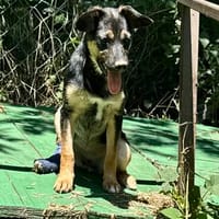 Thila  fröhliche kleine Entdeckerin sucht ihre Familie, Hündin zur Adoption
