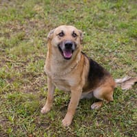 HENRY  Freundlicher Hundejunge sucht liebevolle Menschen, Hund zur Adoption