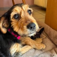 Susi ist die wahre Freude, Hündin zur Adoption