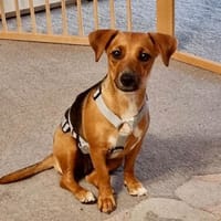 Polpetta sucht liebevolles Zuhause, Hündin zur Adoption