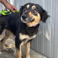 Michelina, Hündin zur Adoption