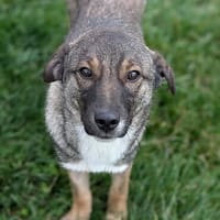 Emmi - Verspielte Junghündin, Hündin zur Adoption