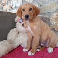Marley - einfach bezaubernd, Hund zur Adoption