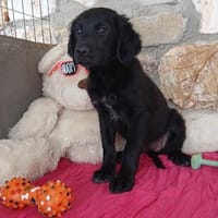 Macy freut sich auf dich, Hündin zur Adoption