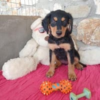 Mila sucht ihr Glück, Hündin zur Adoption