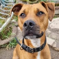 Longo wartet in Rheinland-Pfalz, Hund zur Adoption