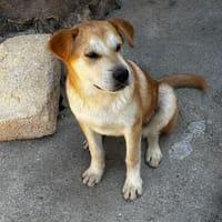 Daniele, Hund zur Adoption