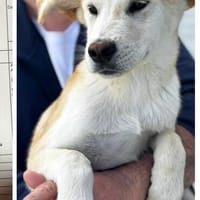 Enzo, Hund zur Adoption