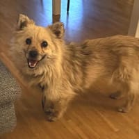 Daisy auf PS in Hamburg, Hündin zur Adoption