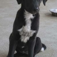 Ava der kleine Engel, Hündin zur Adoption