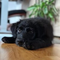 🐾 Jolie sucht ihre Familie, Hündin zur Adoption