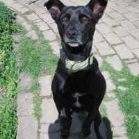 Tolle Hündin Mia sucht ihr Für-immer-zuhause, Hündin zur Adoption