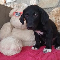 Mike freut sich schon auf dich, Hund zur Adoption