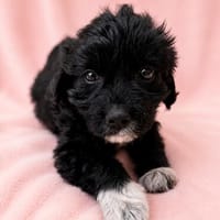 Misty Fröhliche Misty sucht aktive Menschen fürs gemeinsame, Hündin zur Adoption