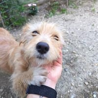 Gaia reist auf PS, Hündin zur Adoption