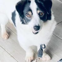 Flo auf PS in 17391 Medow, Hund zur Adoption