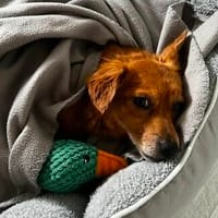 Toffee in Hamburg wartet auf ihre Menschen, Hündin zur Adoption