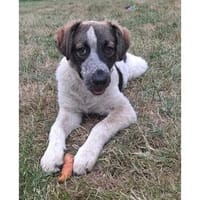 Lio - wartet in 53332 Bornheim, Hündin zur Adoption