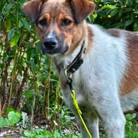 Nica - liebevolles Für-Immer-Zuhause gesucht, Hündin zur Adoption